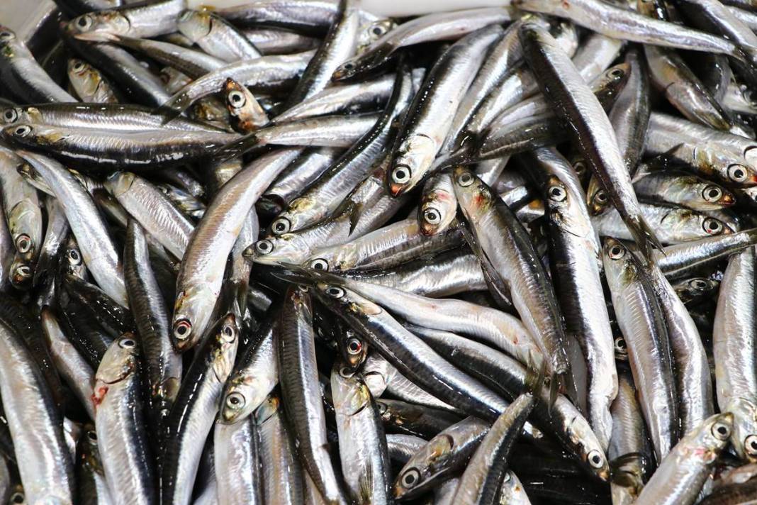 Tezgahların en ucuzu hamsi bile alev alev cep yakıyor! Bir günde yüzde 75 zamlandı, çarşıya giden vatandaş eli boş döndü 21